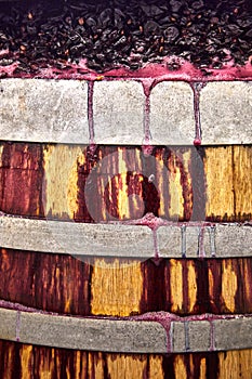 Fermentation of grapes in a barrel for making wine