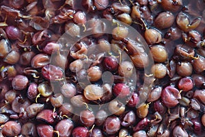 Fermentation of the mash from berries for wine