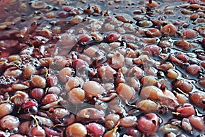 Fermentation of the mash from berries for wine