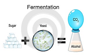 Fermentation. metabolic process