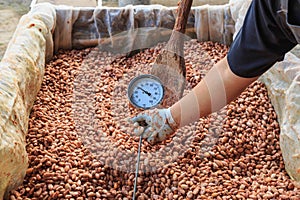 Fermenting cocoa beans to make chocolate