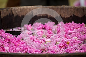 Fermenting rose water