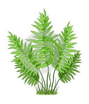 Fern