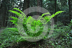 Fern img