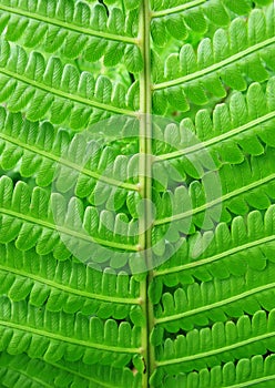 Fern