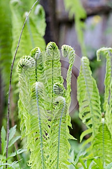 Fern