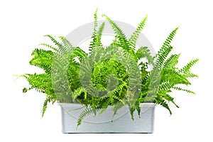 Fern