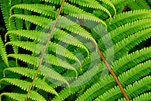 Fern