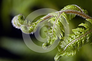 Fern photo