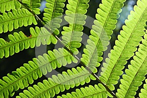 Fern