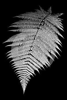 Fern