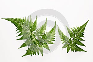 Fern