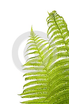 Fern