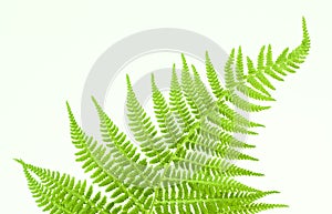 Fern