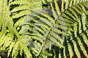 Fern