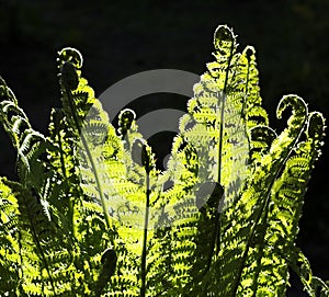 Fern