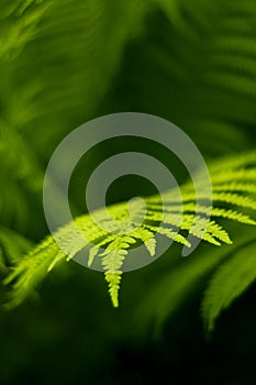 Fern