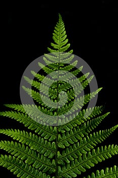 Fern against a black background