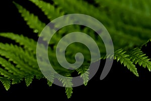 Fern against a black background