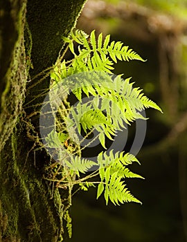 Fern against sunlight