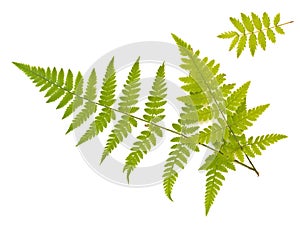 Fern and ash leaves