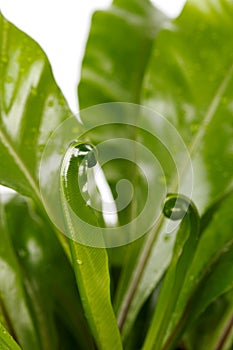 Fern Asplenium nidus