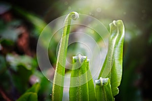 Fern Asplenium scolopendrium, known as hart`s-tongue fern, Phyllitis scolopendrium