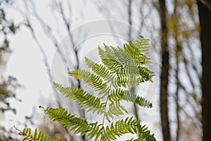 Fern in an autumn forest - Polypodiopsida photo
