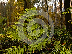 Fern in an autumn forest - Polypodiopsida photo