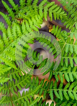 Fern background