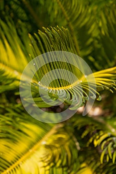 Fern background -