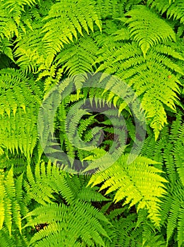 Fern background