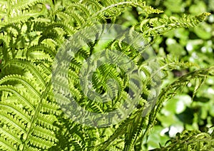 Fern background