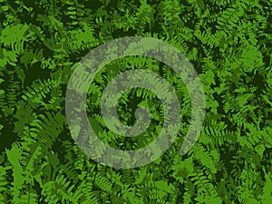 Fern Background