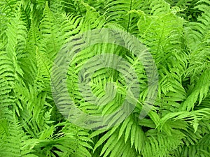 Fern background