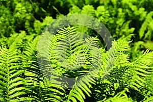 Fern background. Green lush foliage of ferns on sunny day. Natural bright botanical texture. Selective focus