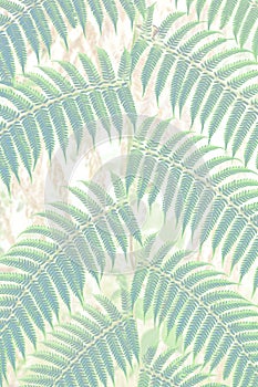 Fern Background - stock photo