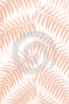 Fern Background - stock photo