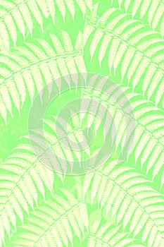 Fern Background - stock photo