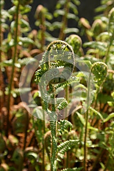 Fern in backlight - fougeres a contre jour