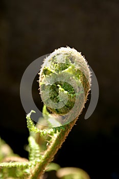 Fern in backlight - fougeres a contre jour