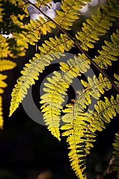 Fern backlight by the morning sun