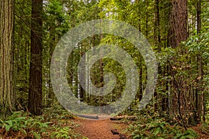 Fern below giant sequoias in Redwoods Forest in California