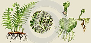 Fern biological cycle photo