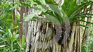 Fern birds nest on banyan. Bright fern birds nest with big green leaves growing up on banyan. Various tropical plants growing in