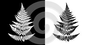 Fern Black-and-white vector image. Black fern silhouette isolate