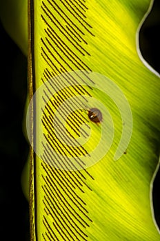 Fern blade with many spore lines.