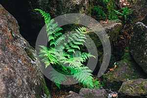 Fern Blechnum spicant on the rock photo