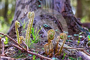 Fern. Blossoming young fern plants in spring in the forest