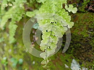 Fern with blurring brick mossy wall background.